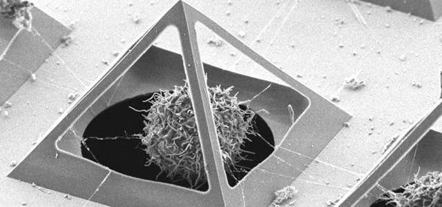 Célula en piramide microscópica