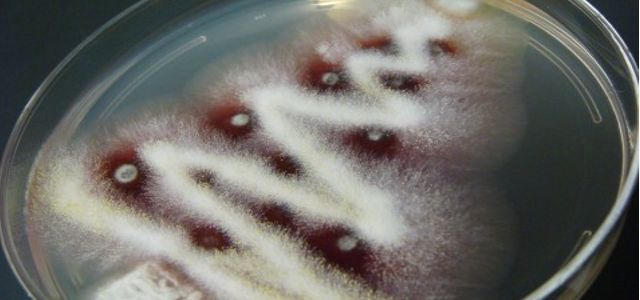 Arbol de navidad nevado con hongos